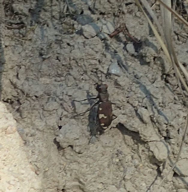 Cicindela sylvicola - erdei homokfutrinka