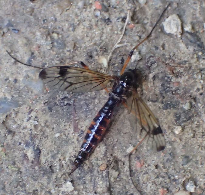 Dictenidia bimaculata