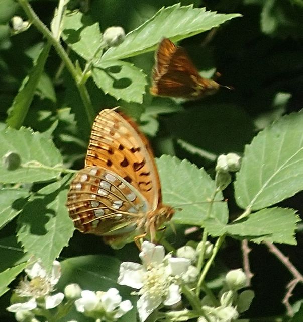 Argynnis adippe - ezüstös gyöngyházlepke