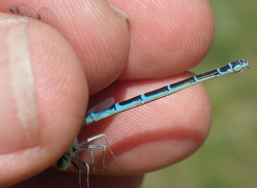 Coenagrion scitulum - mediterrán légivadász