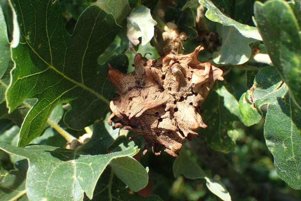 Andricus coriarius