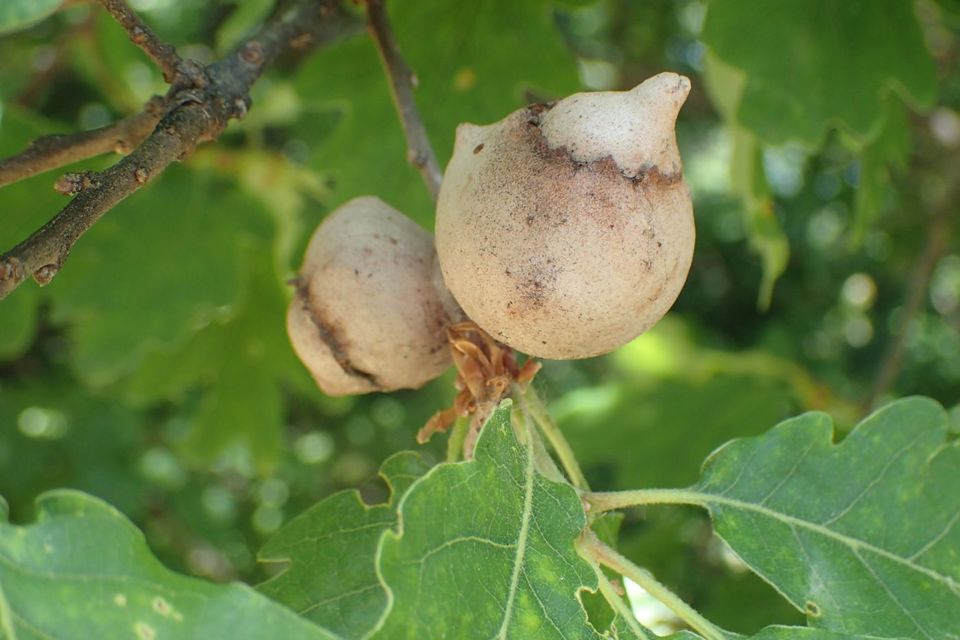 Andricus quercustozae