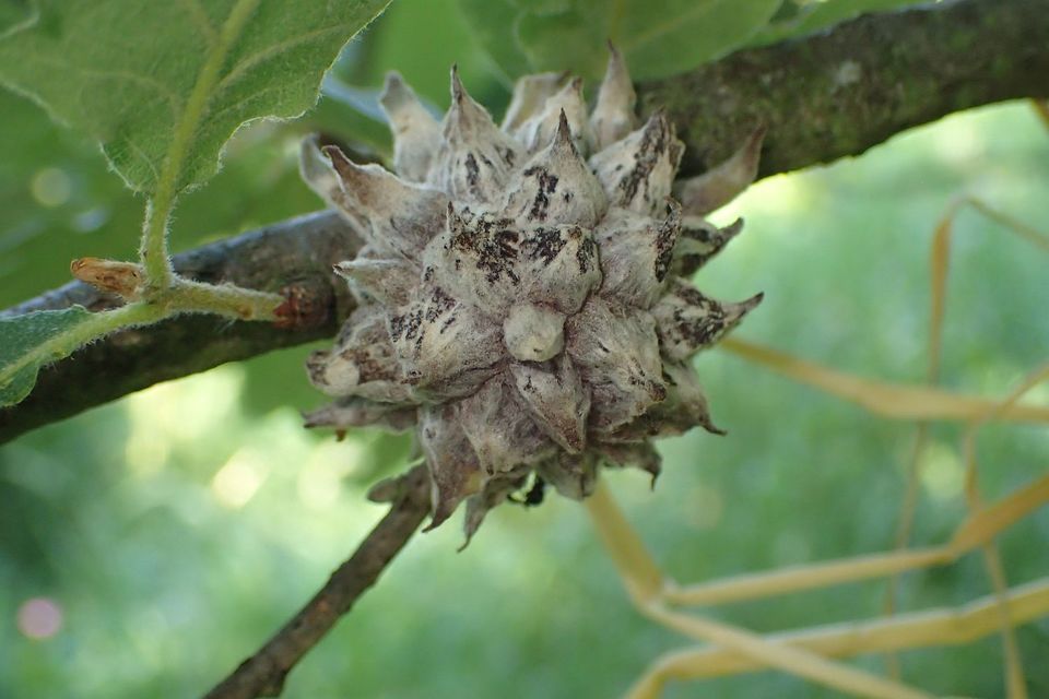 Andricus hartigi