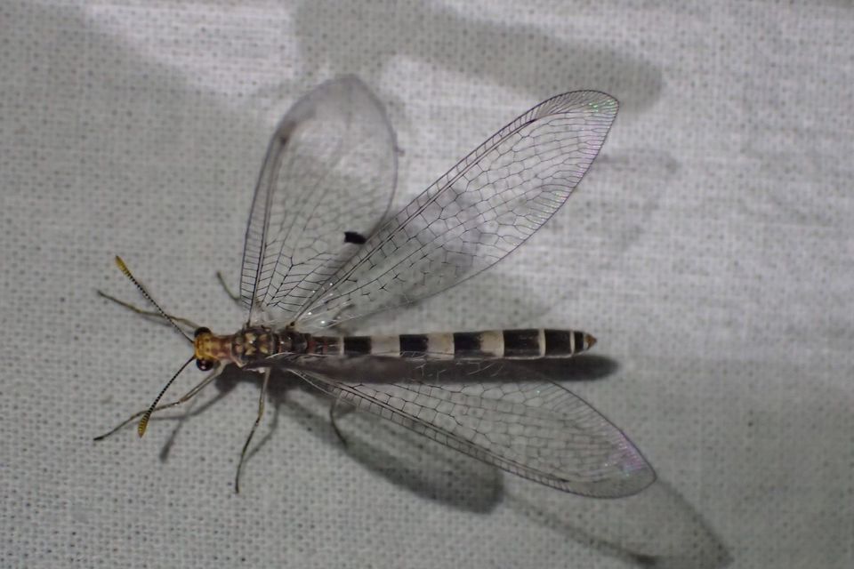 Megistopus flavicornis - kétfoltos hangyaleső