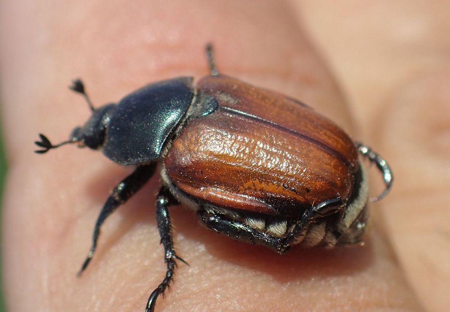 Anisoplia lata - széles szipoly Anisoplia lata - széles szipoly
