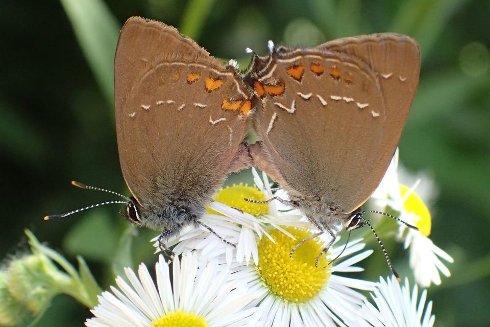 Satyrium ilicis - tölgyfa-csücsköslepke