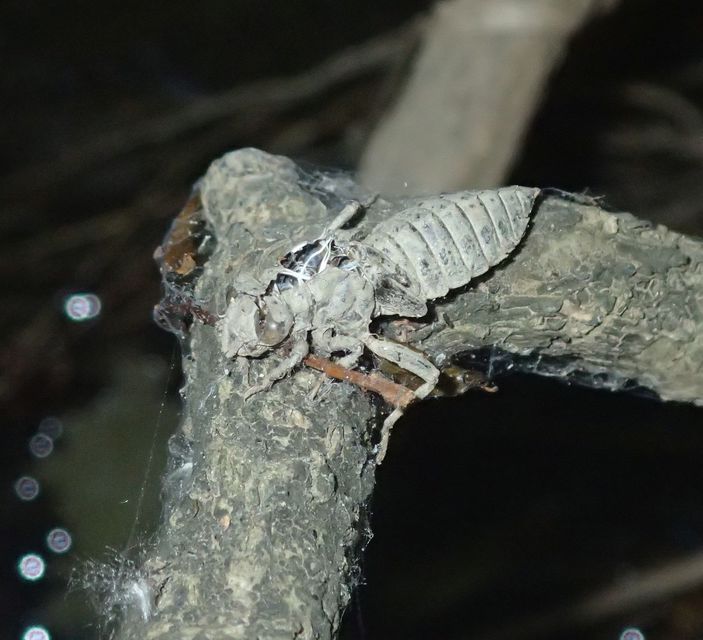 Ophiogomphus cecilia - zöld folyami-szitakötő