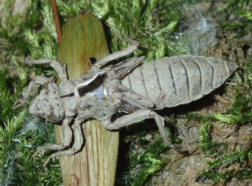 Gomphus vulgatissimus - feketelábú folyami-szitakötő