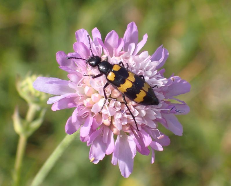 Mylabris variabilis - szalagos hólyaghúzó Mylabris variabilis - szalagos hólyaghúzó