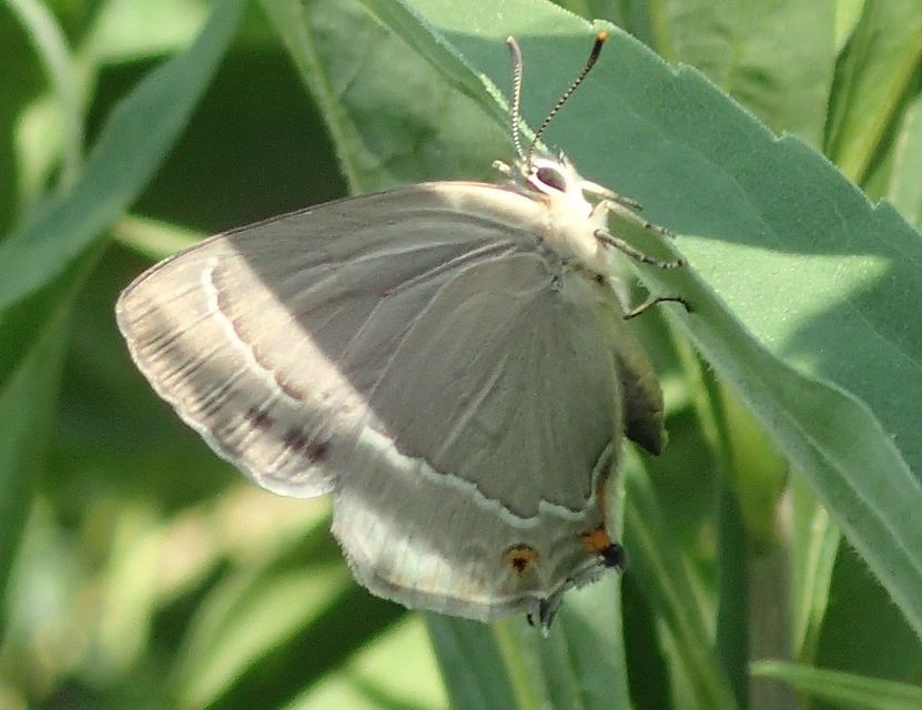 Neozephyrus quercus - tölgyfalepke