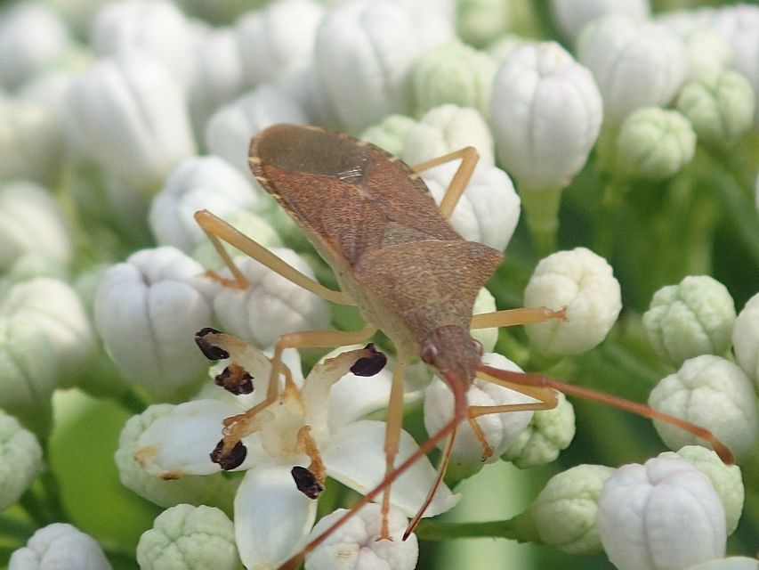 Gonocerus acuteangulatus - aranypetés karimáspoloska