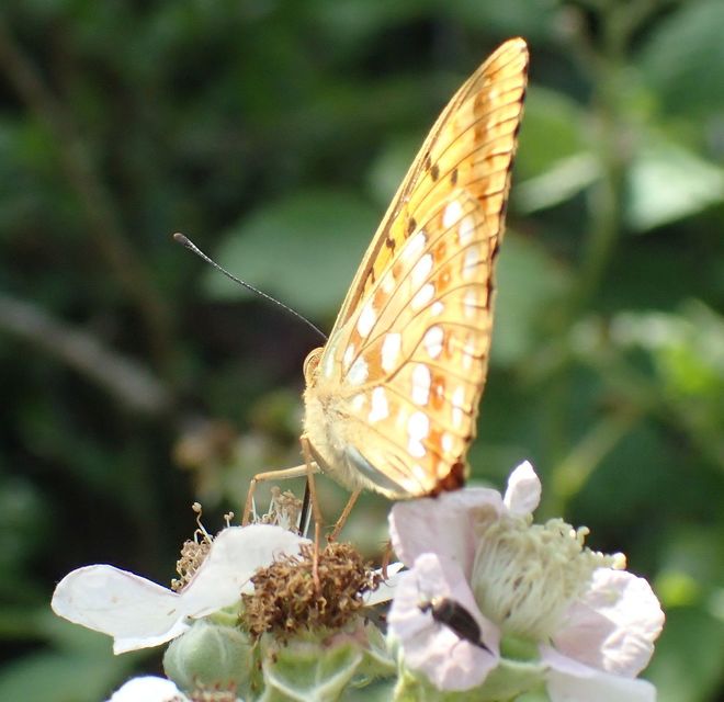 Argynnis adippe - ezüstös gyöngyházlepke