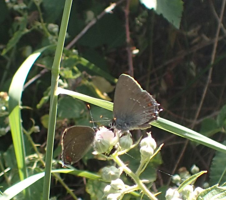 Satyrium ilicis - tölgyfa-csücsköslepke
