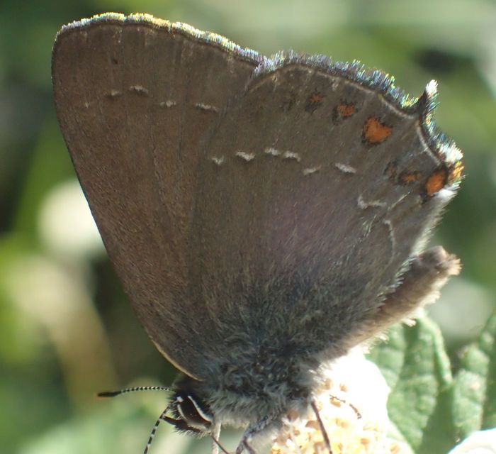 Satyrium ilicis - tölgyfa-csücsköslepke