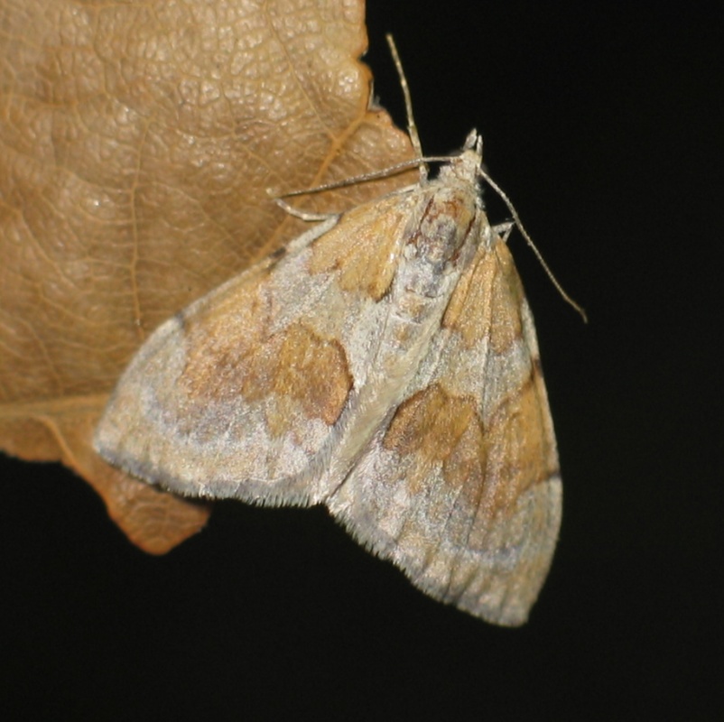 Pennithera firmata - sárgásvörös fenyőaraszoló