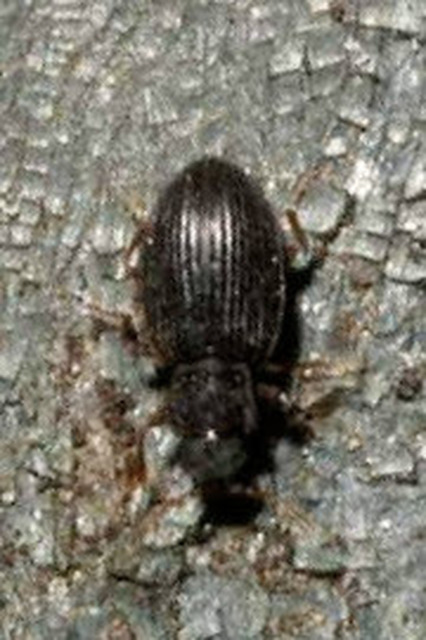 Latridiidae - pudvabogárfélék Latridiidae - pudvabogárfélék