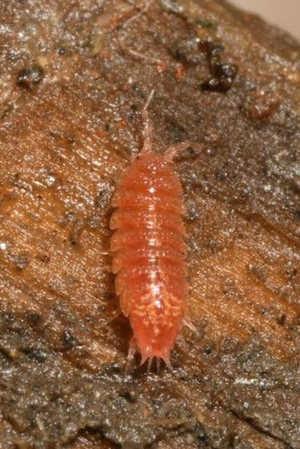 Androniscus roseus - rózsás kisászka Androniscus roseus - rózsás kisászka