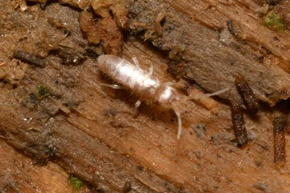 Lepidocyrtus