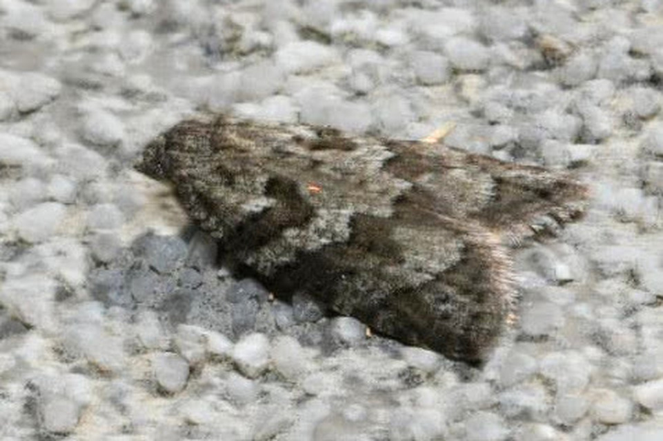 Cnephasia