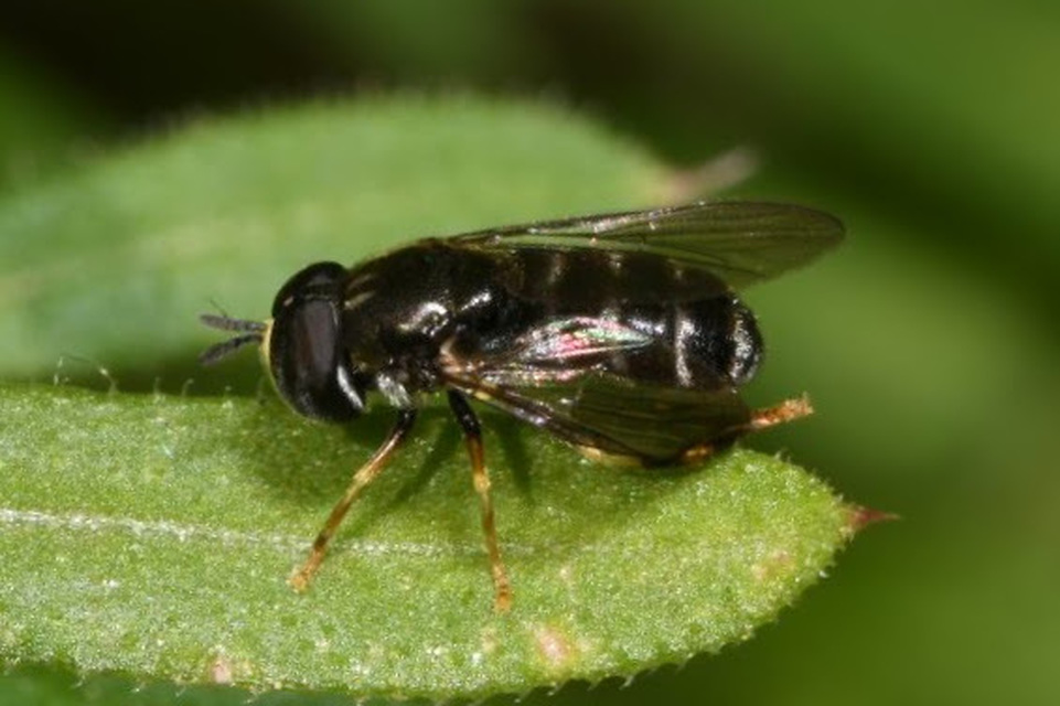 Paragus pecchiolii