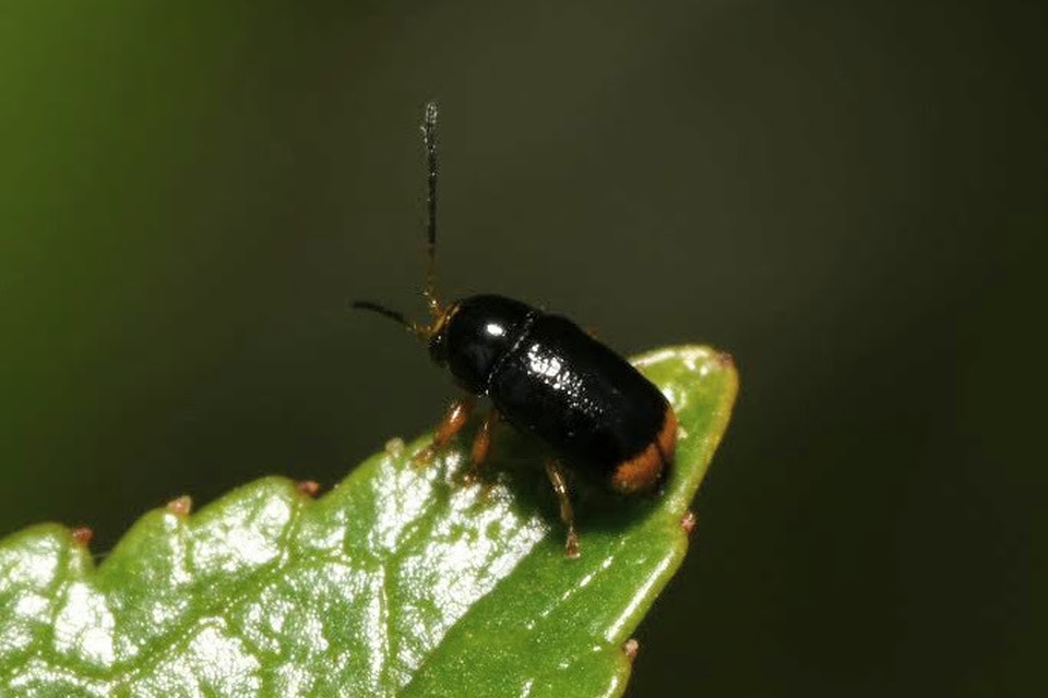 Cryptocephalus chrysopus - sárgavégű zömökbogár