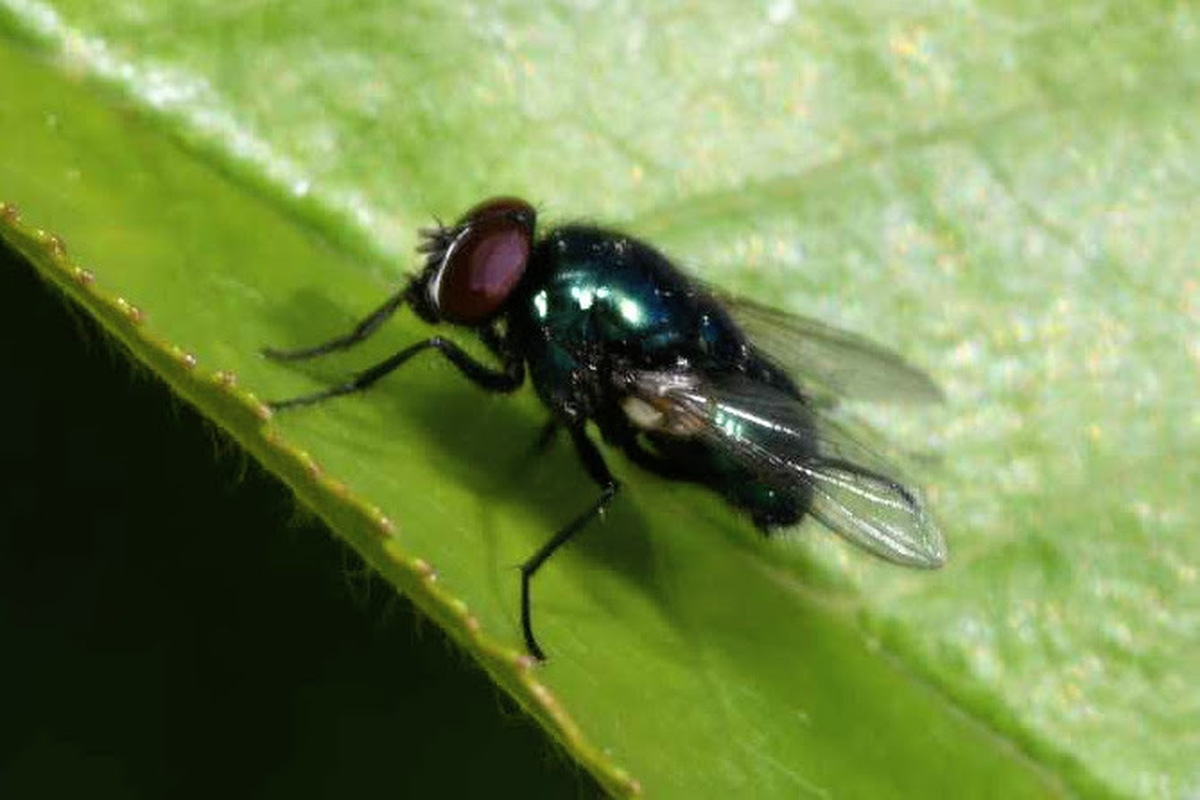 Pyrellia vivida