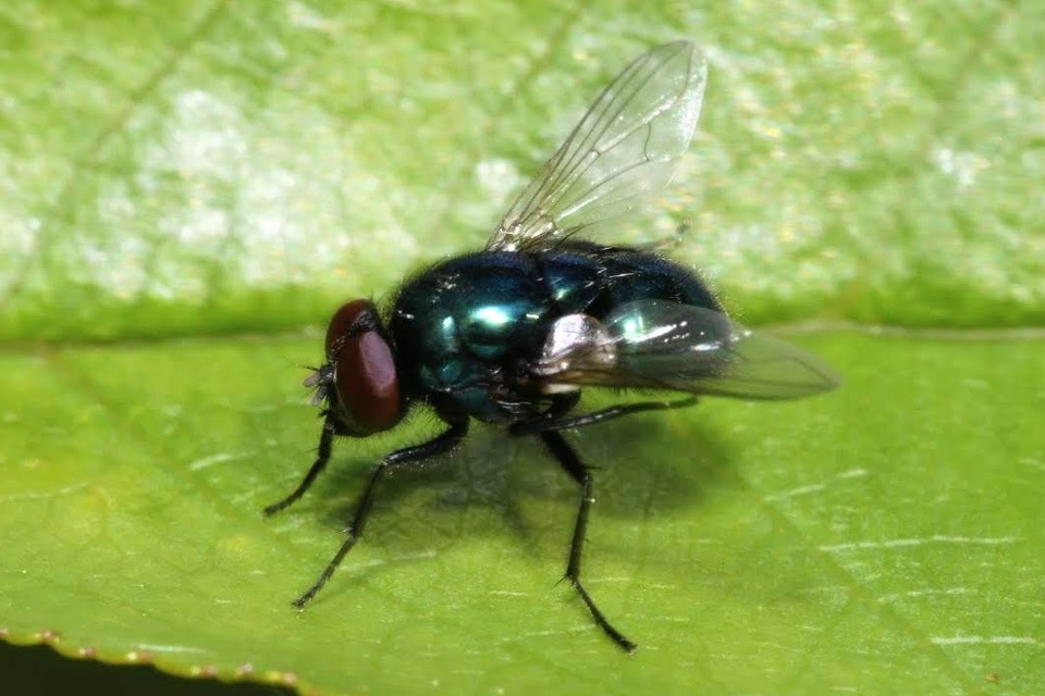 Pyrellia vivida