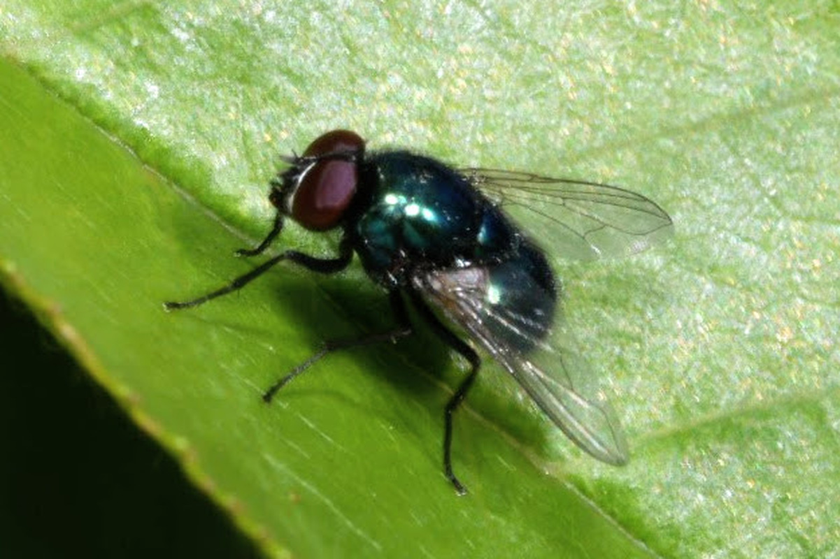 Pyrellia vivida