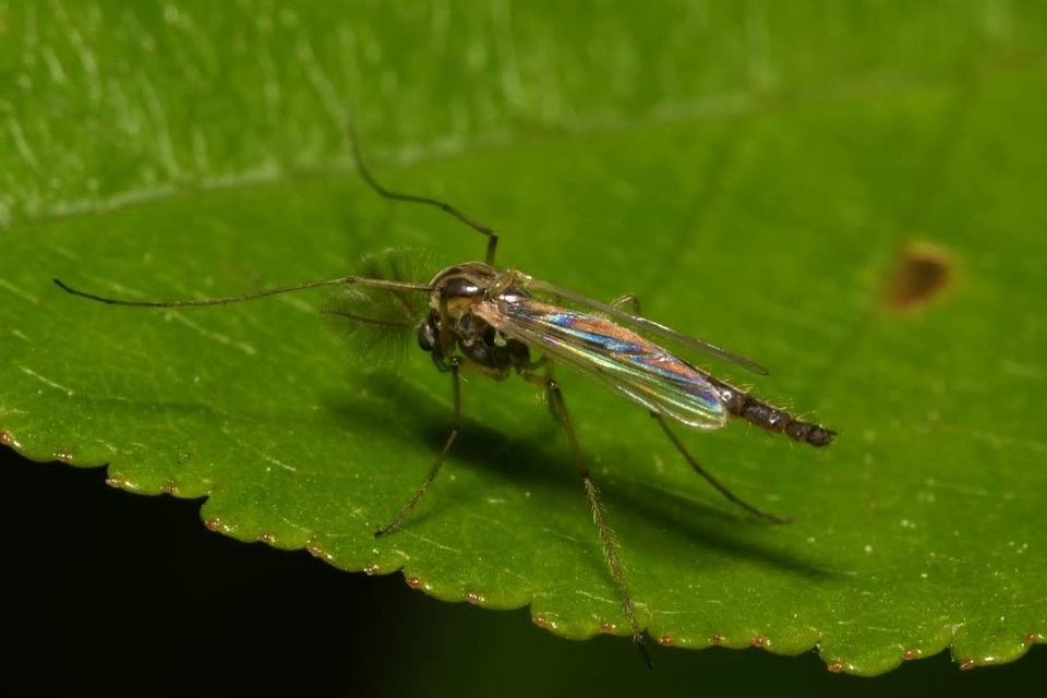 Chironomidae - árvaszúnyogok