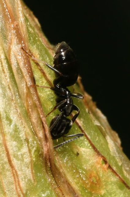 Tapinoma