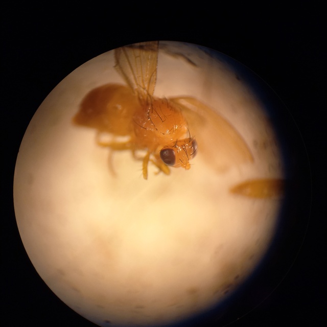Tricholauxania praeusta