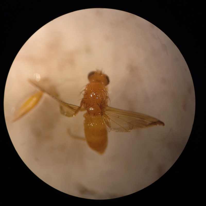Tricholauxania praeusta