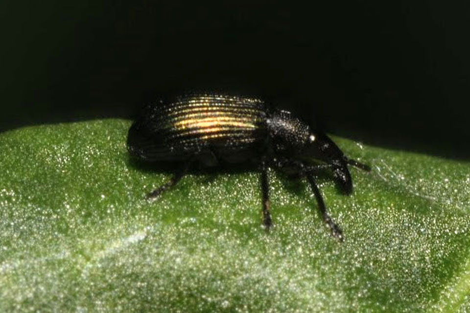Perapion violaceum - sóska-cickányormányos Perapion violaceum - sóska-cickányormányos