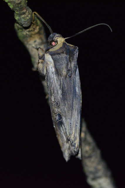 Xylena exsoleta - szürke fabagoly