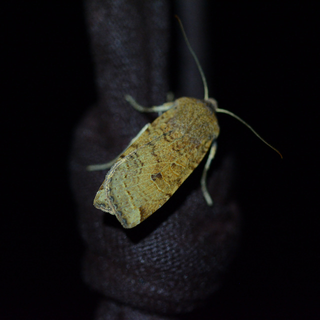 Conistra veronicae - veronika-őszibagoly