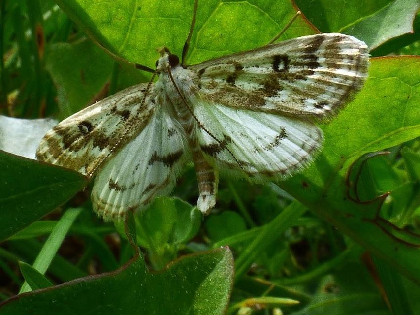 Parapoynx stratiotata - közönséges vízimoly