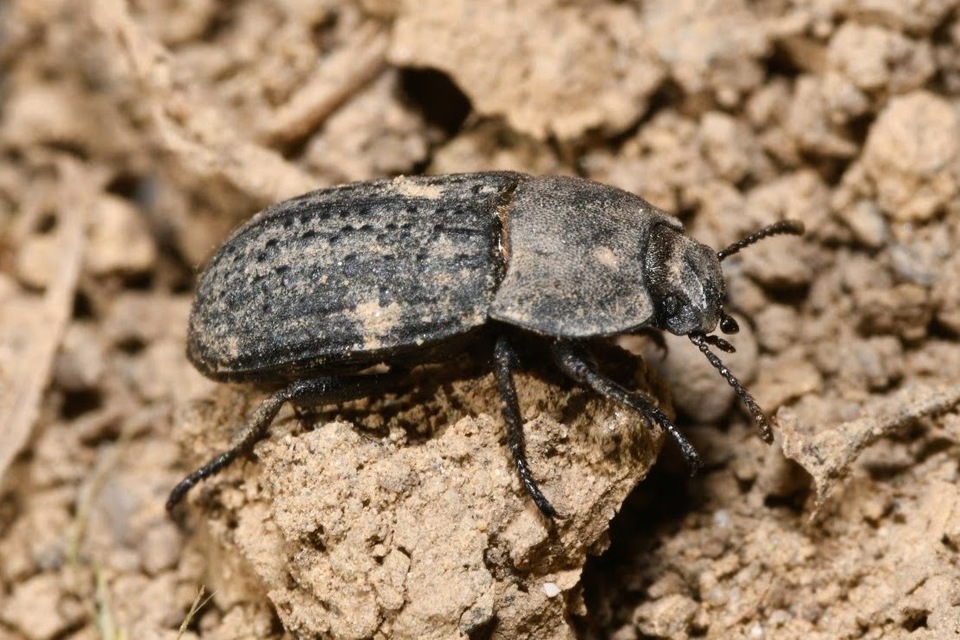 Opatrum sabulosum - sároshátú gyászbogár