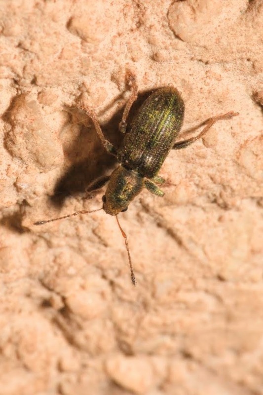 Pachyrhinus lethierryi - tujarontó ormányos