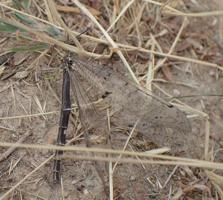 Distoleon tetragrammicus - négyfoltos hangyaleső
