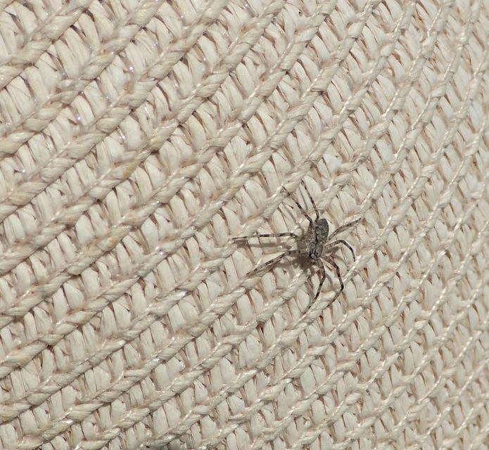 Philodromus poecilus - cifra karolópók