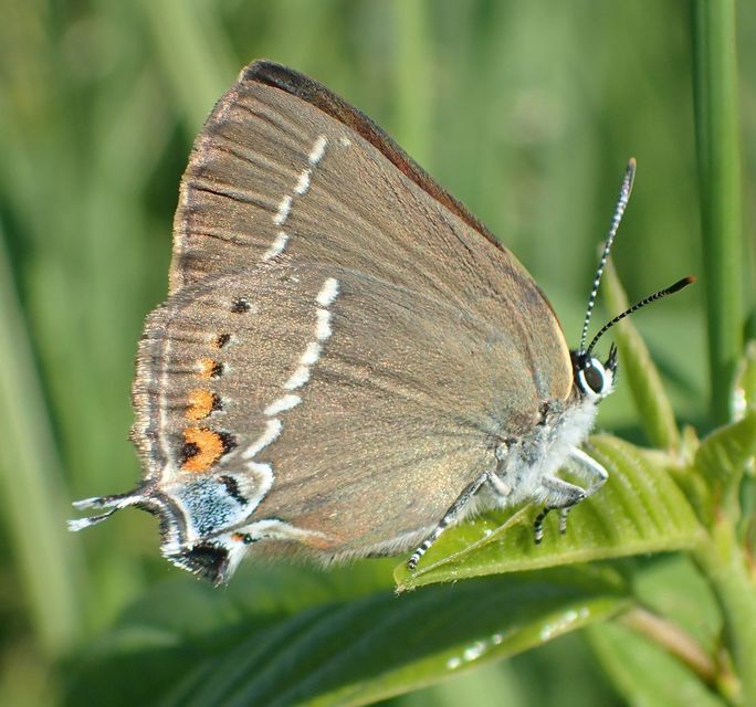Satyrium spini - kökény-csücsköslepke