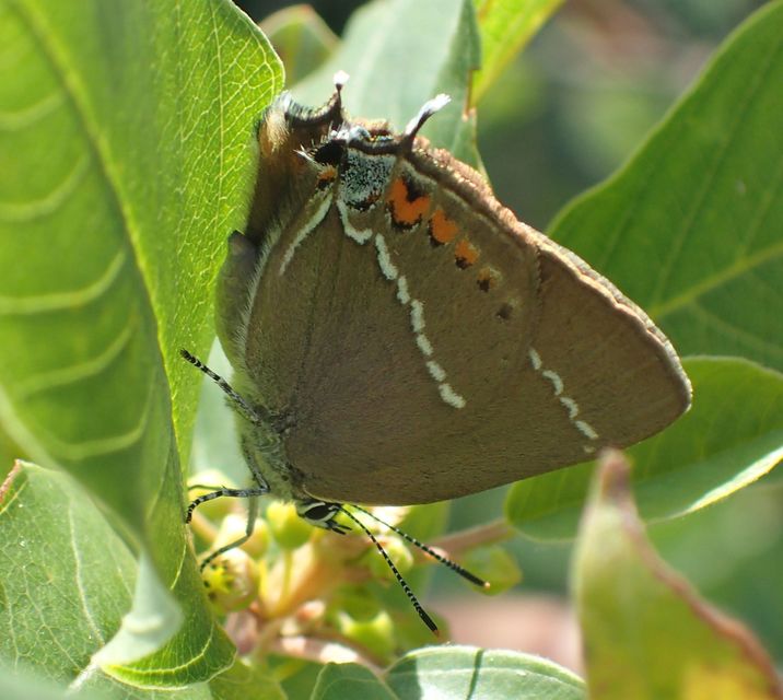 Satyrium spini - kökény-csücsköslepke