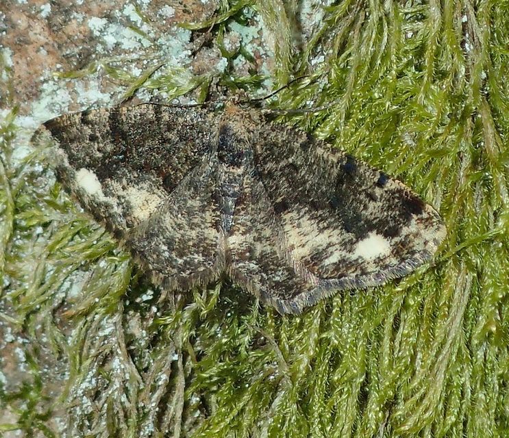 Parectropis similaria - barna zuzmóaraszoló