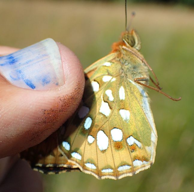Argynnis aglaja - kerekfoltú gyöngyházlepke