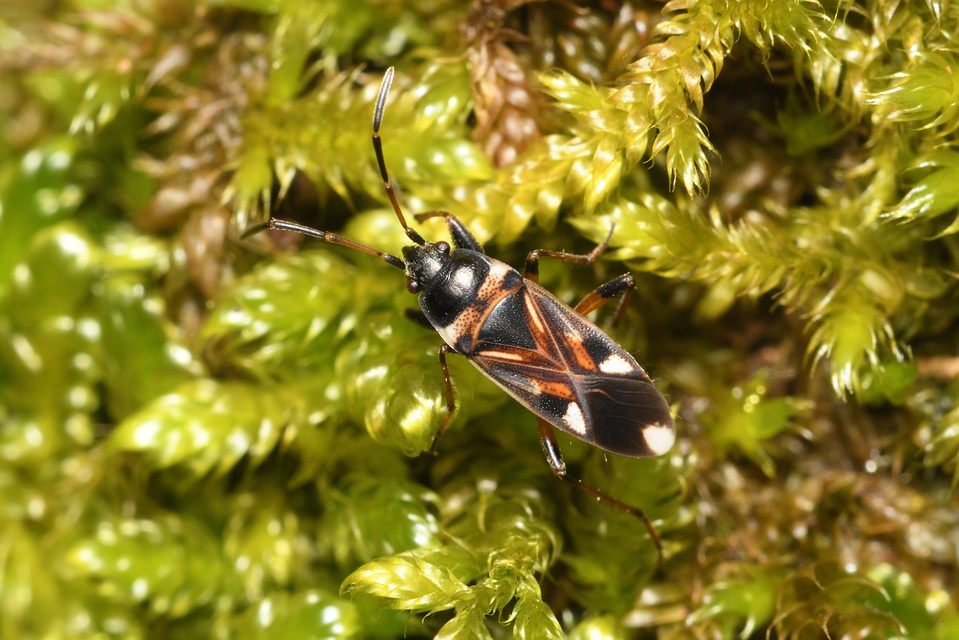 Raglius alboacuminatus - tarka díszesbodobács