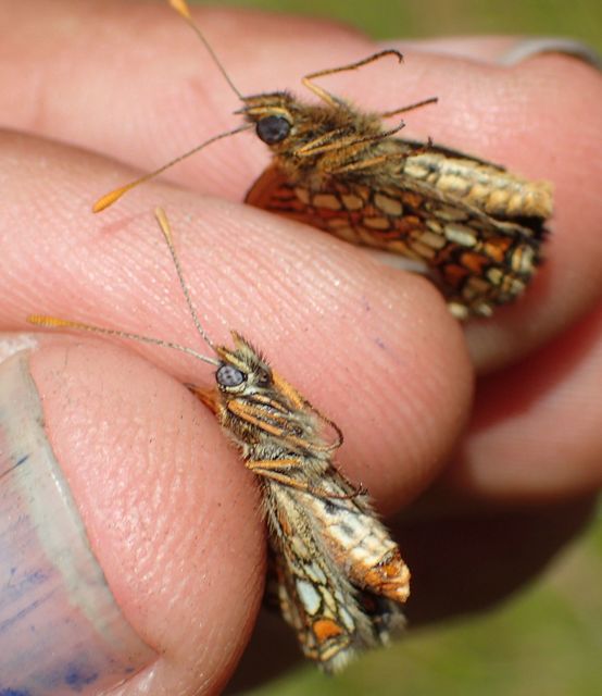 Melitaea aurelia - recés tarkalepke