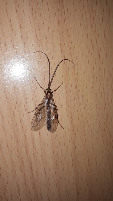Ophion obscuratus