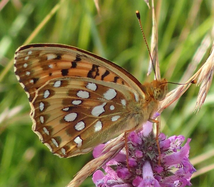 Argynnis aglaja - kerekfoltú gyöngyházlepke