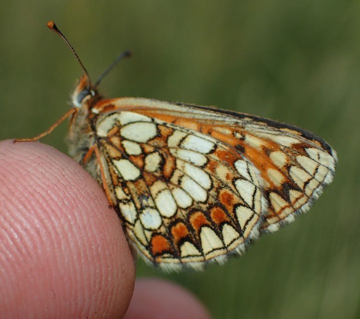 Melitaea aurelia - recés tarkalepke