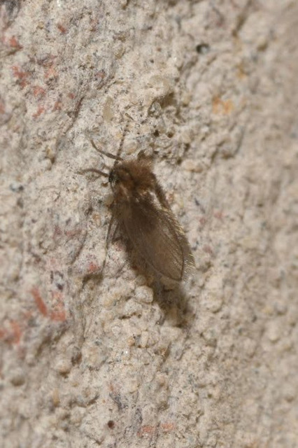 Psychoda